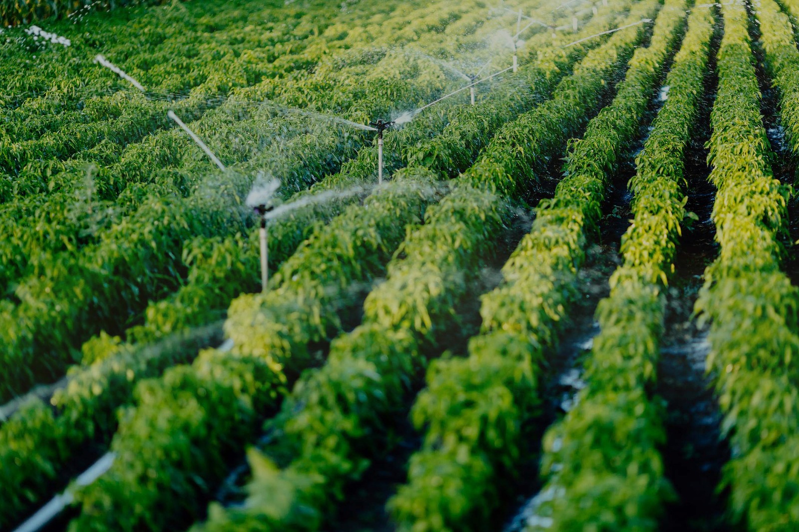 Sistemas de Riego Agrícola