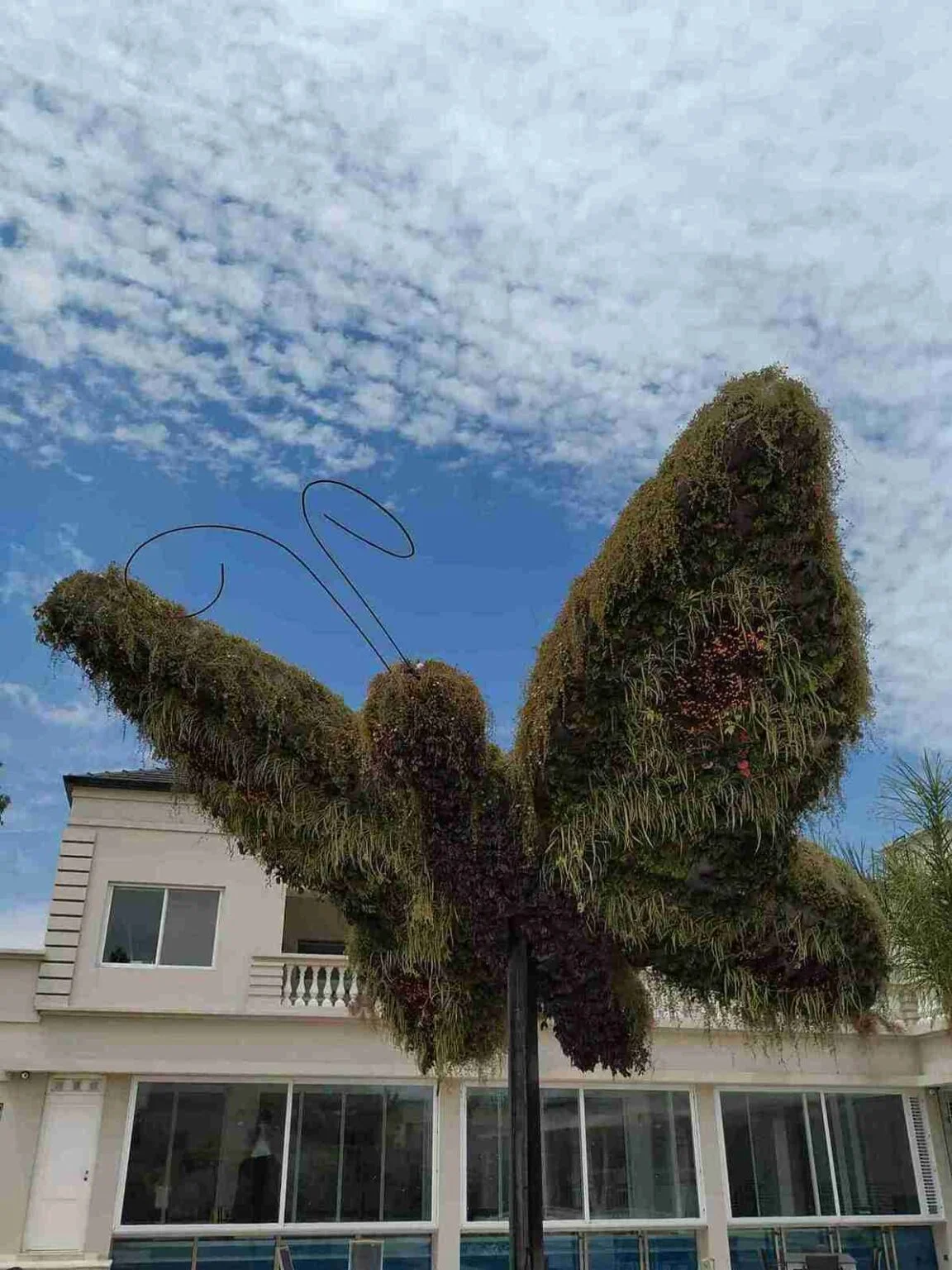 Jardín vertical natural proyecto 5